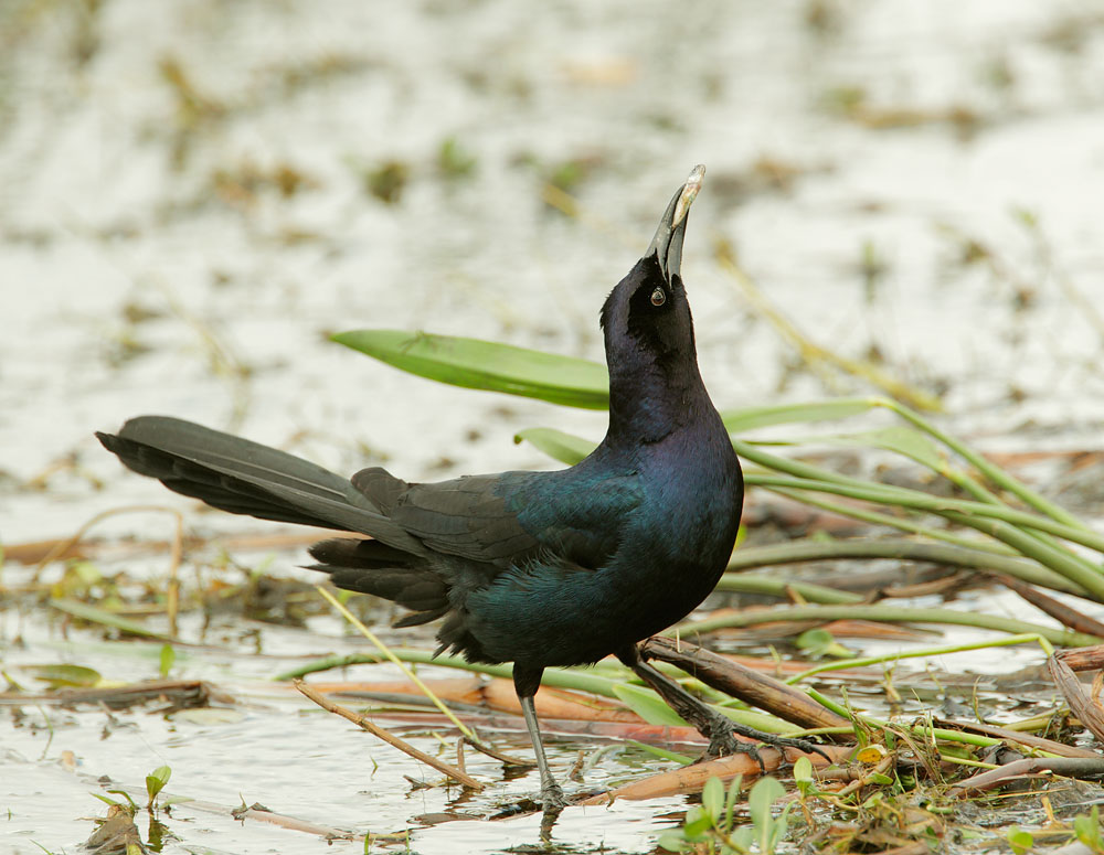 Boat-tailed Grackle