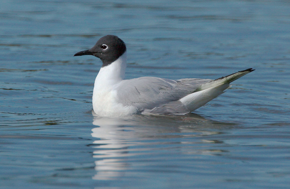 Bonaparte's Gull