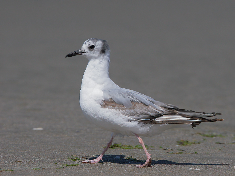 Bonaparte's Gull