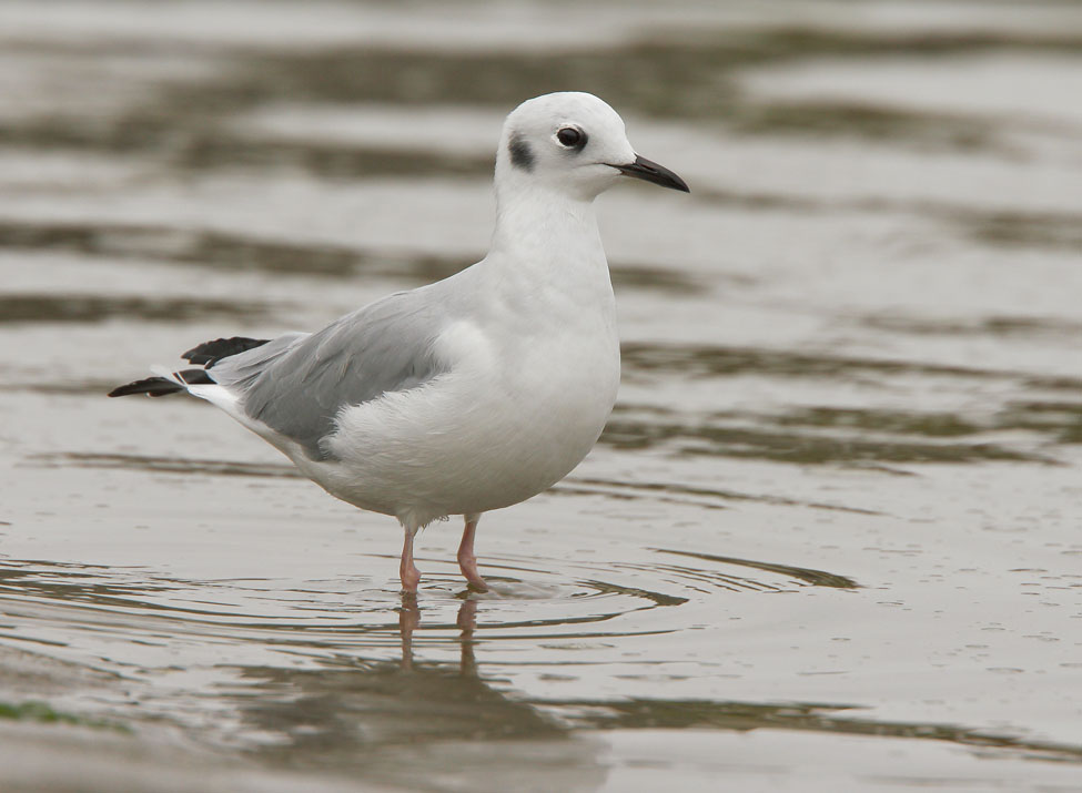 Bonaparte's Gull
