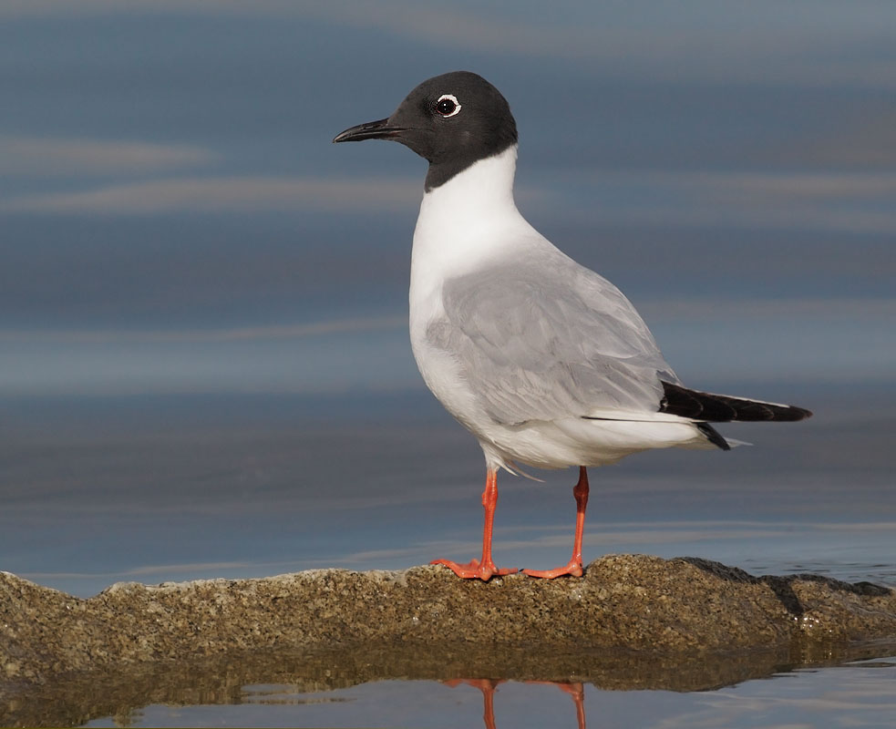 Bonaparte's Gull