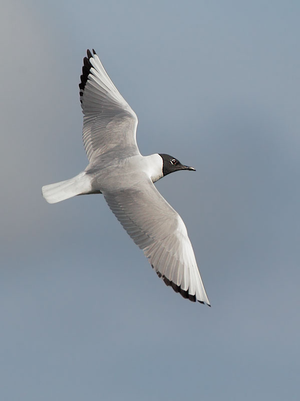 Bonaparte's Gull