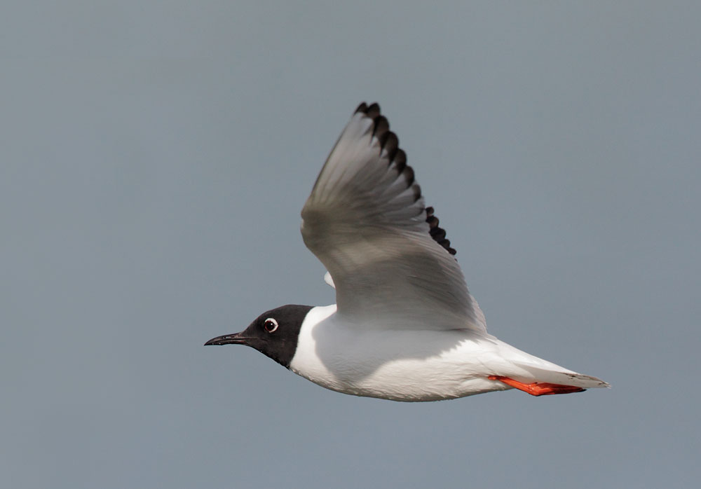 Bonaparte's Gull
