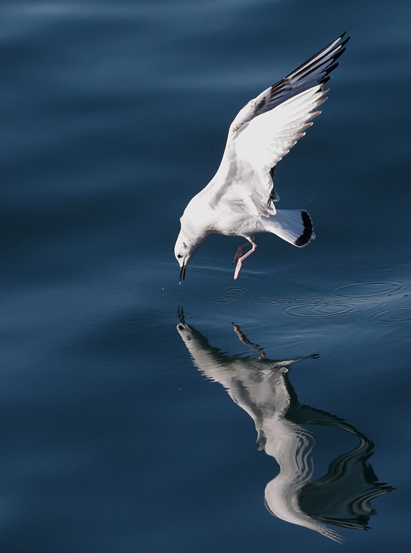 Bonaparte's Gull