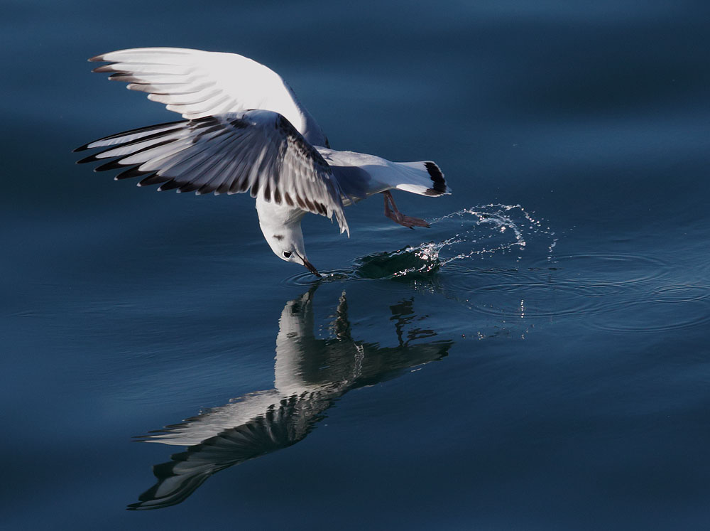 Bonaparte's Gull