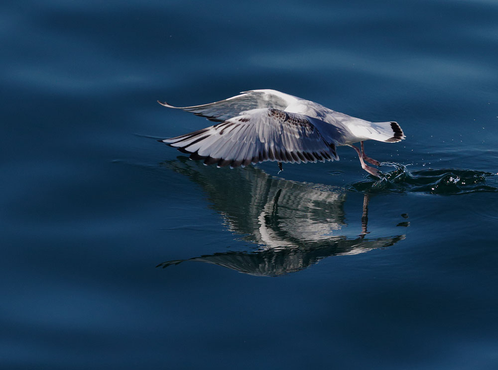 Bonaparte's Gull