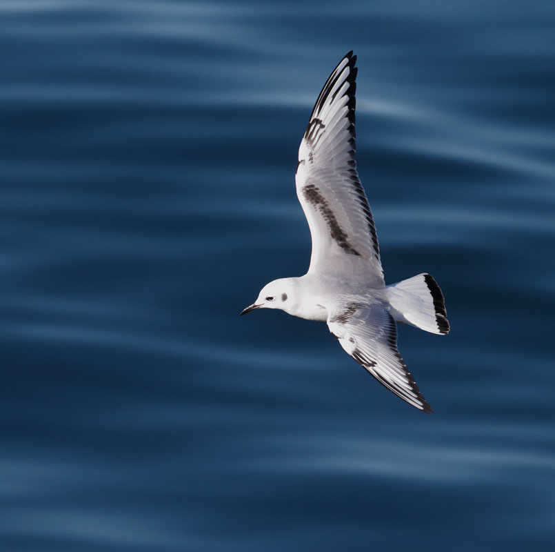 Bonaparte's Gull