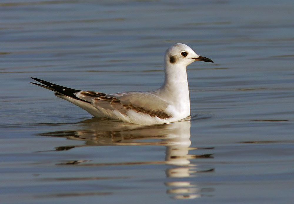 Bonaparte's Gull
