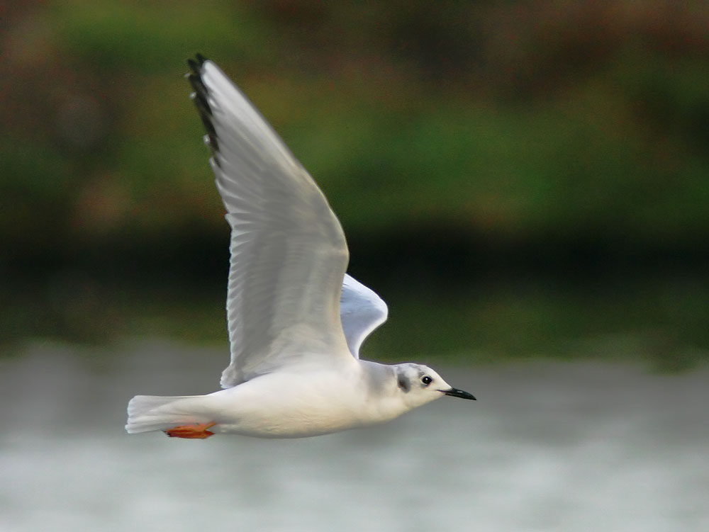 Bonaparte's Gull