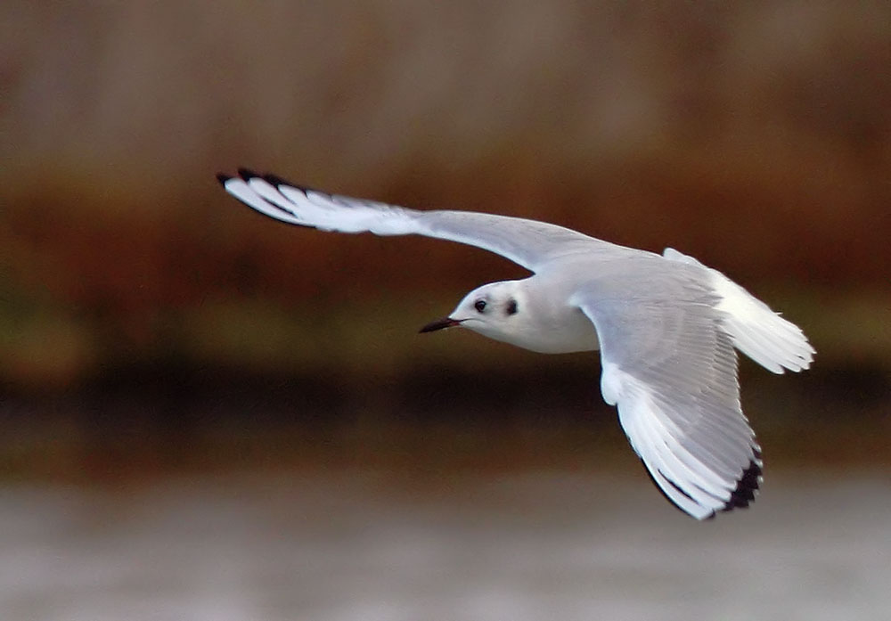 Bonaparte's Gull