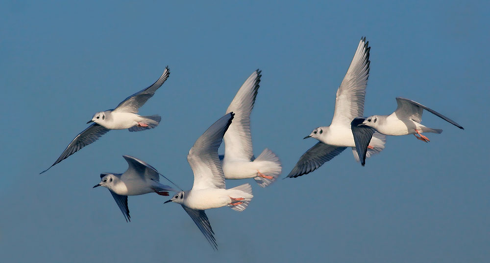 Bonaparte's Gulls