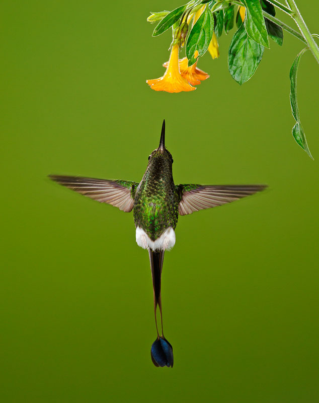 Booted Racket-tail