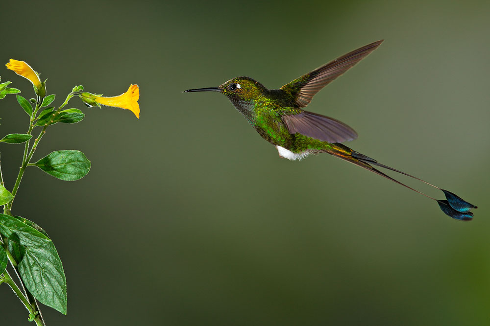 Booted Racket-tail