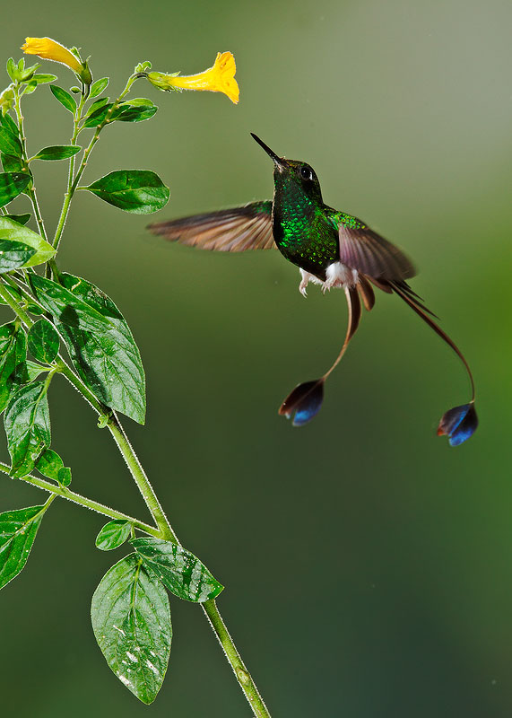 Booted Racket-tail