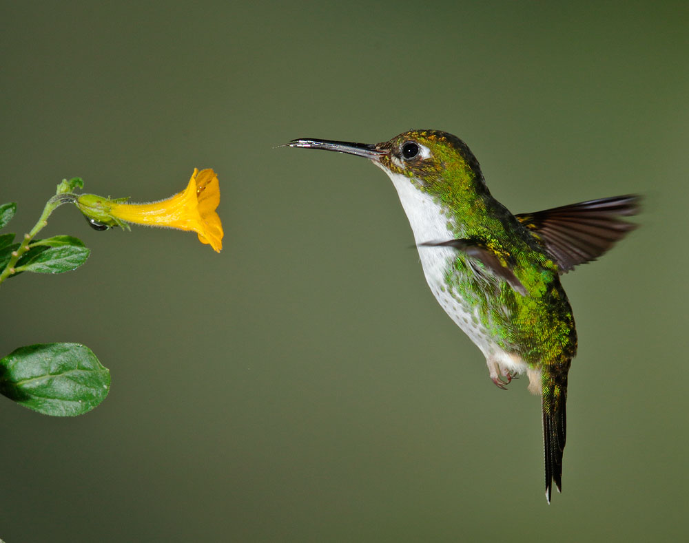 Booted Racket-tail