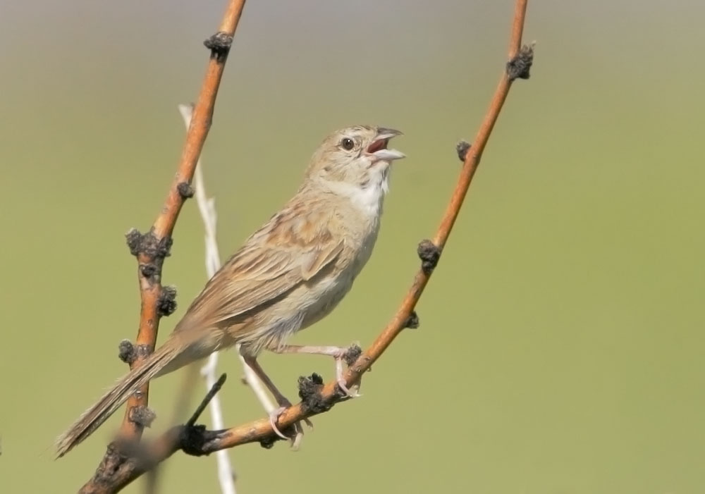 Botteri's Sparrow