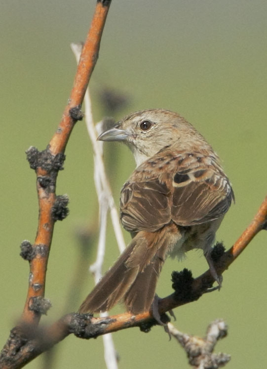 Botteri's Sparrow