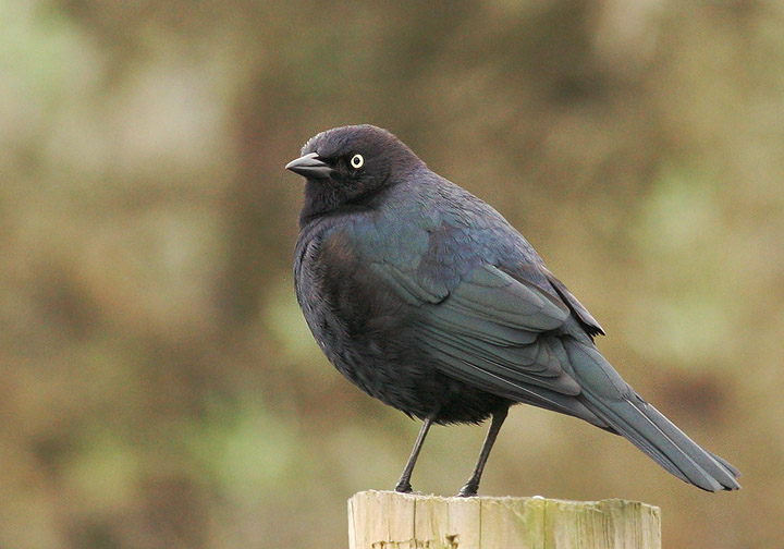 Brewer's Blackbird, 1/21/06, Salinas State Beach, Monterey Co