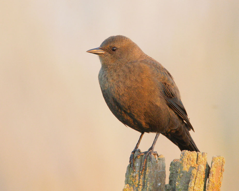 Brewer's Blackbird, female, 11/5/07, Santa Fe Grade, Merced Co