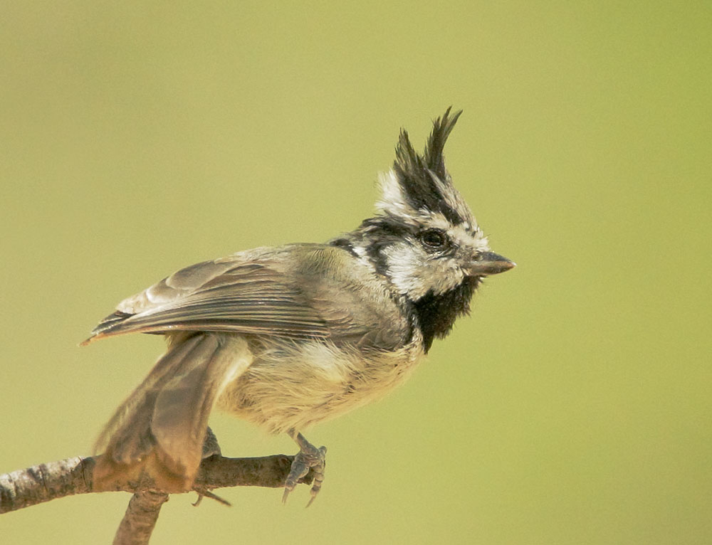 Bridled Titmouse