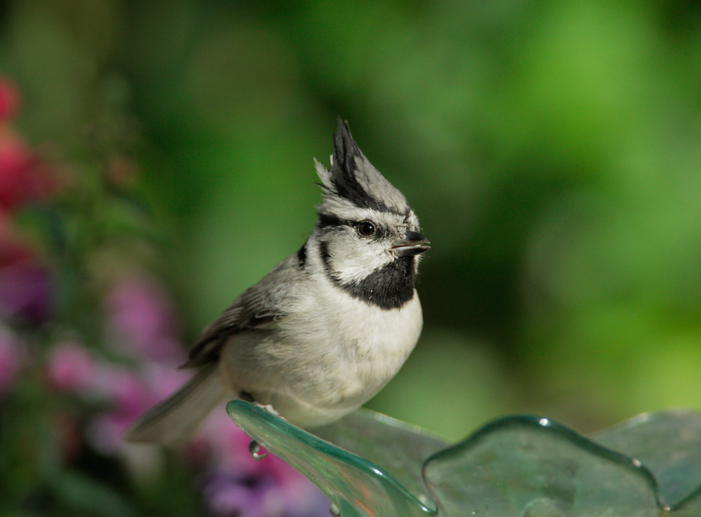 Bridled Titmouse