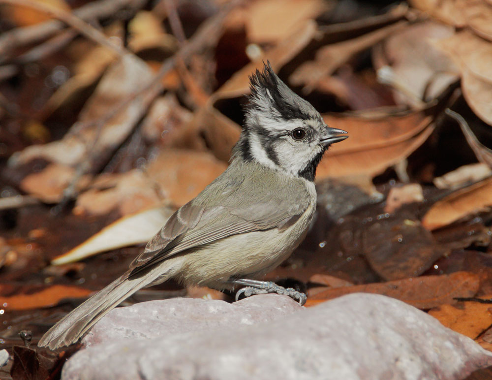 Bridled Titmouse