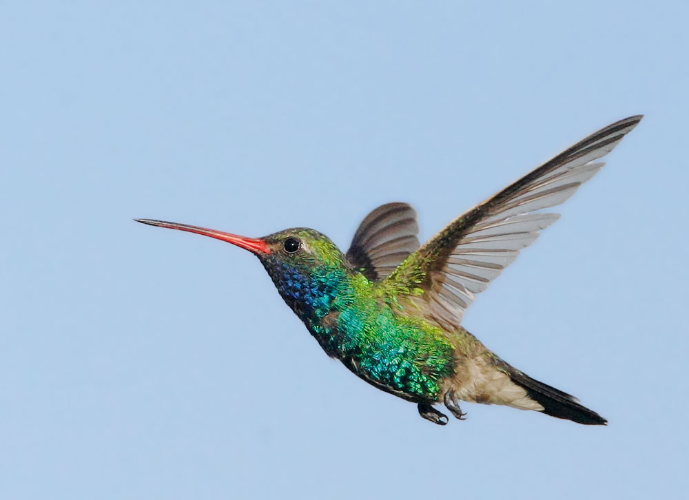 Broad-billed Hummingbird, male, 8/1/08, Procter Road, Madera Canyon, AZ