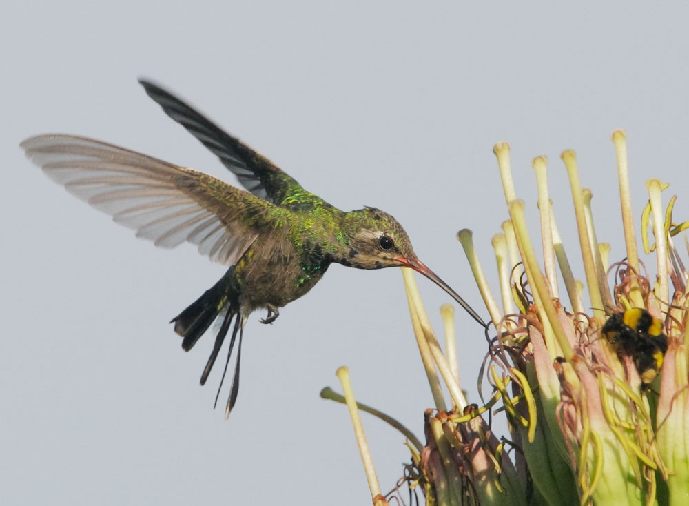 Broad-billed Hummingbird, female, 8/1/08, Procter Road, Madera Canyon, AZ