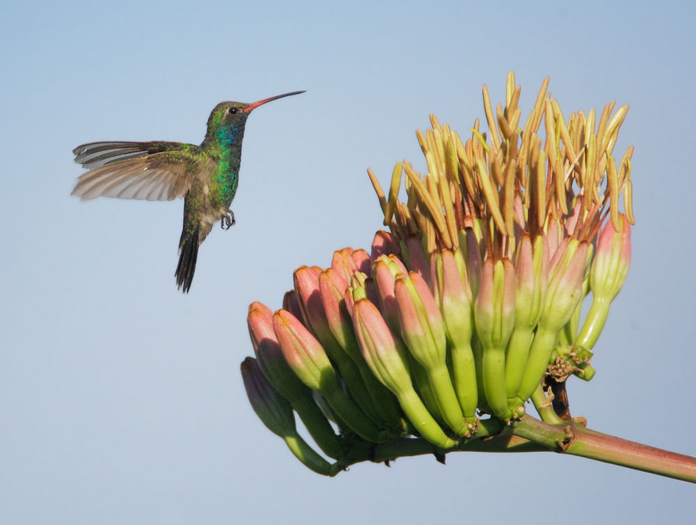 Broad-billed Hummingbird, male, 8/1/08, Procter Road, Madera Canyon, AZ