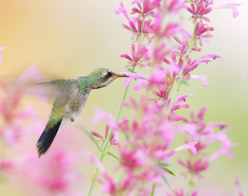 Broad-billed Hummingbird, female, 8/4/08, Ash Canyon, AZ