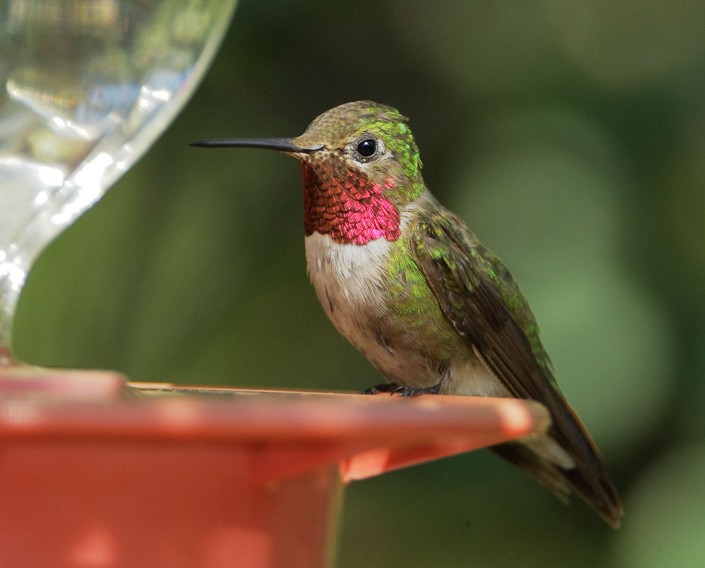 Broad-tailed Hummingbird