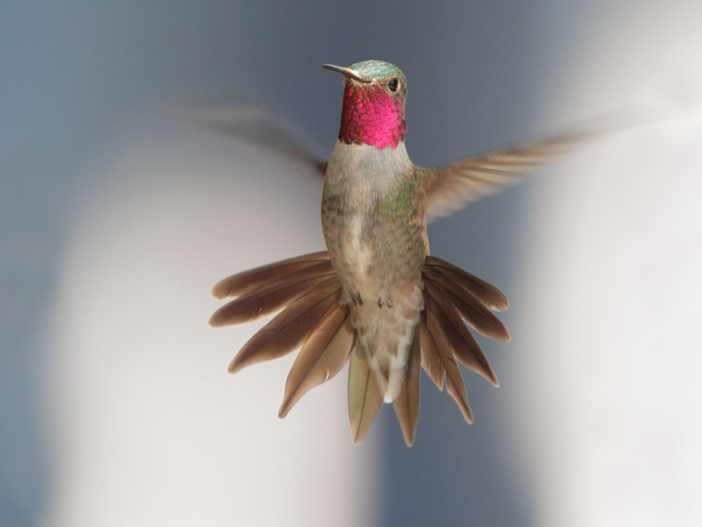Broad-tailed Hummingbird
