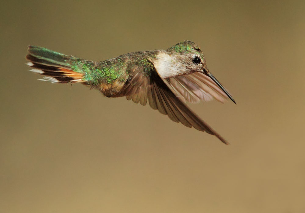 Broad-tailed Hummingbird
