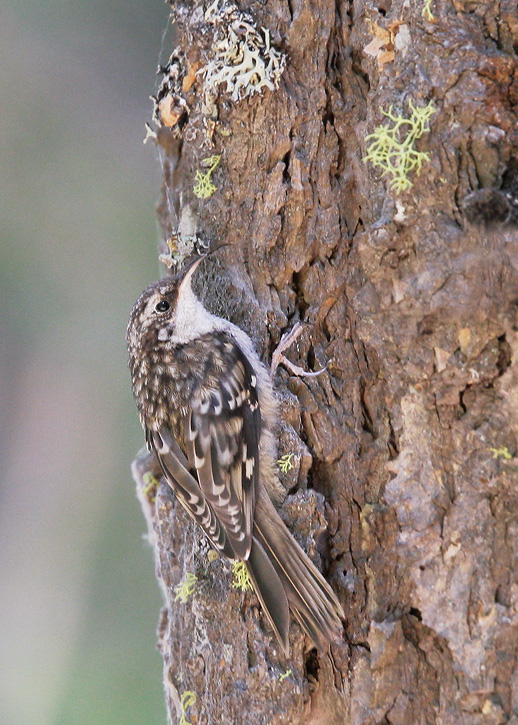 Brown Creeper