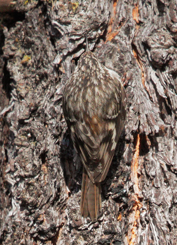 Brown Creeper