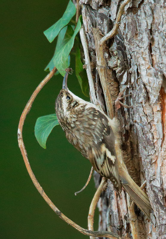Brown Creeper