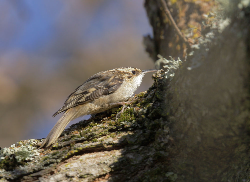 Brown Creeper