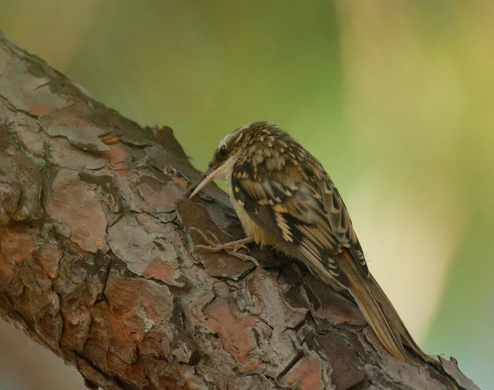 Brown Creeper