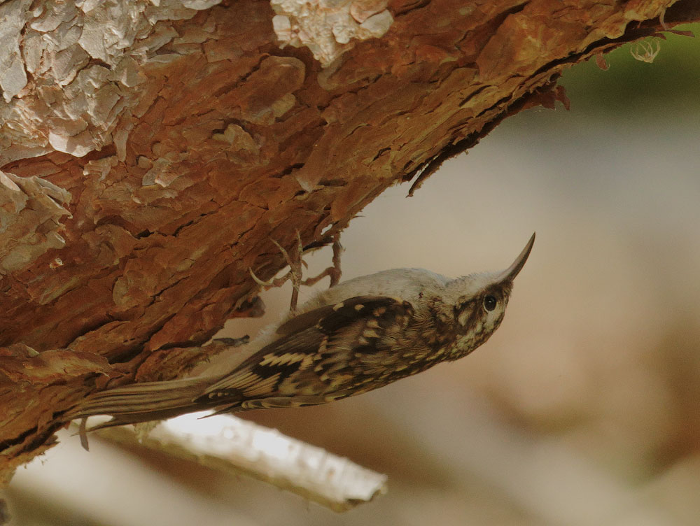 Brown Creeper