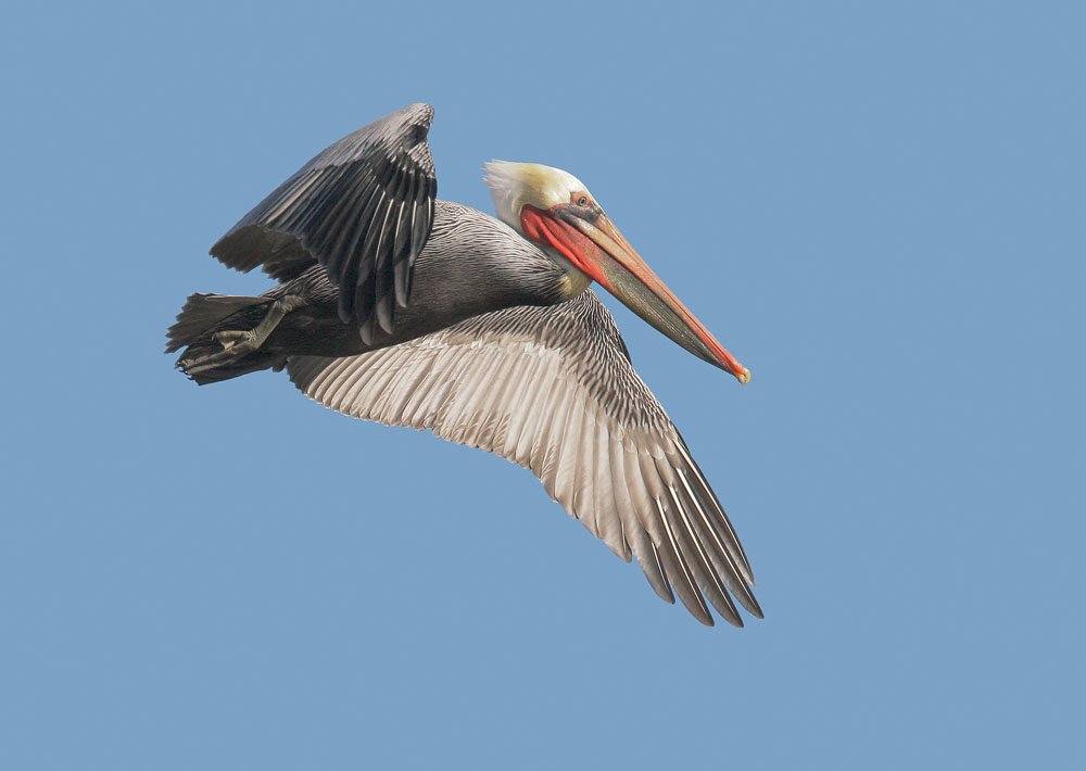 Brown Pelican