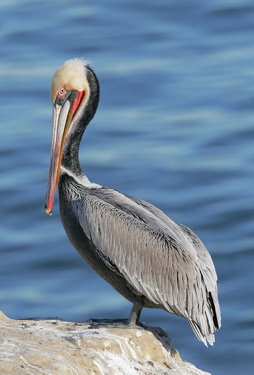 Brown Pelican