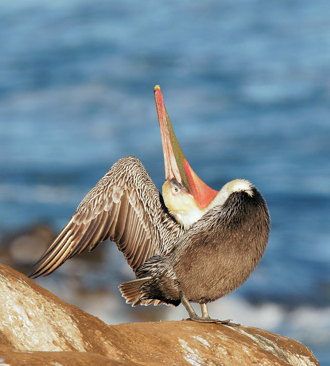 Brown Pelican