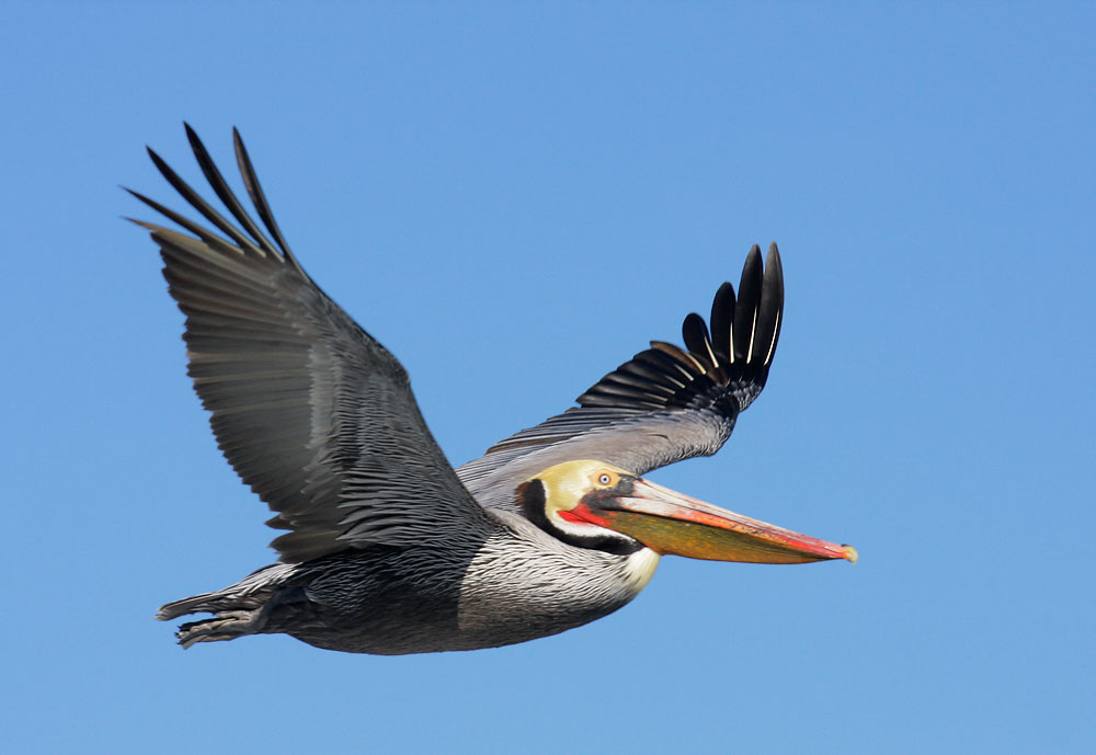 Brown Pelican
