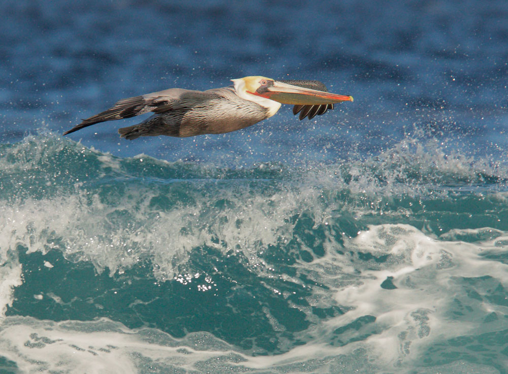 Brown Pelican