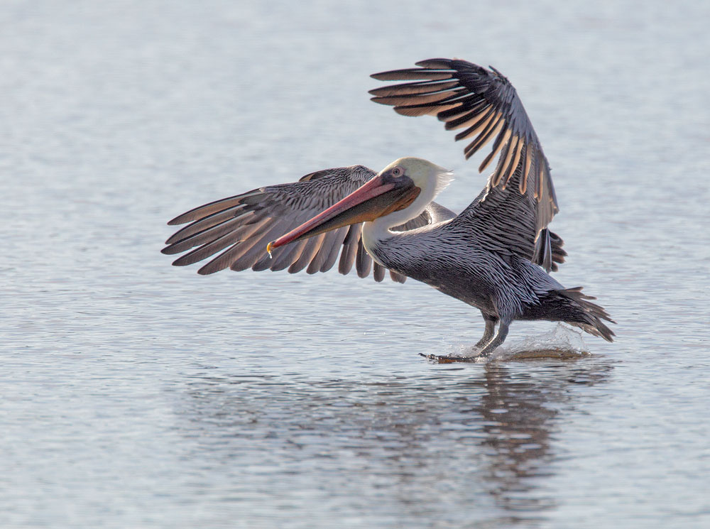 Brown Pelican