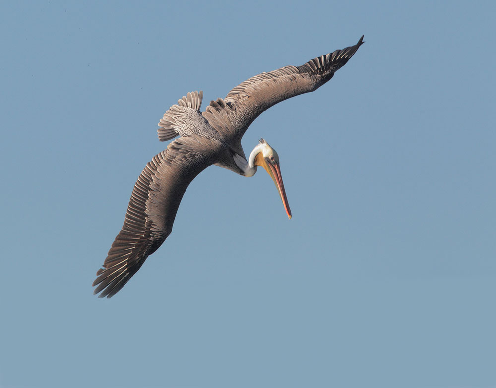 Brown Pelican