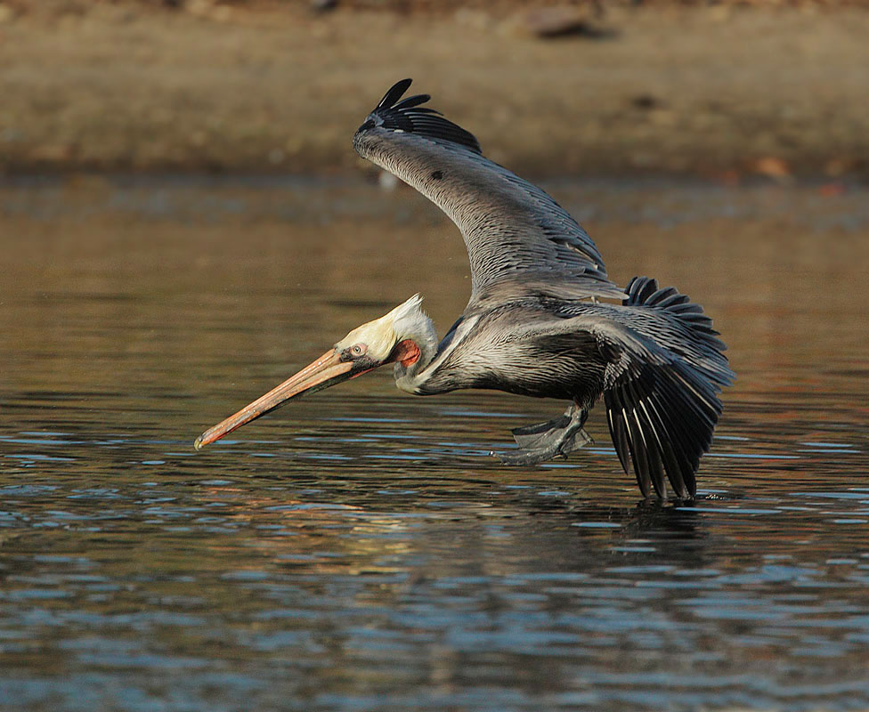 Brown Pelican