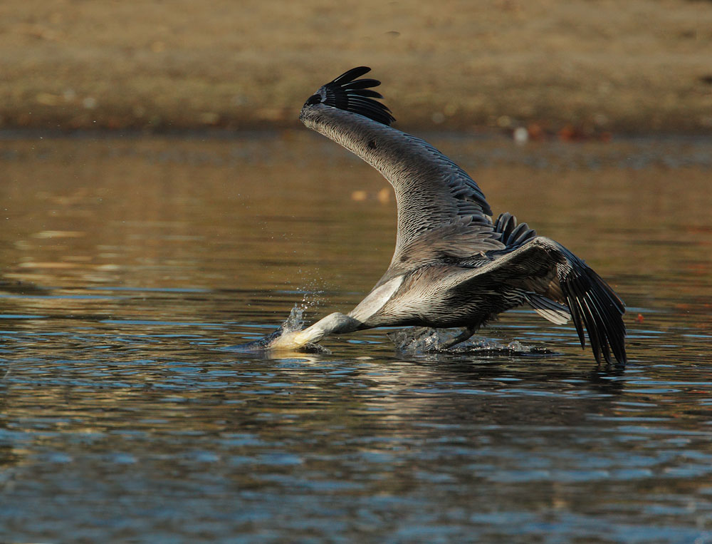Brown Pelican