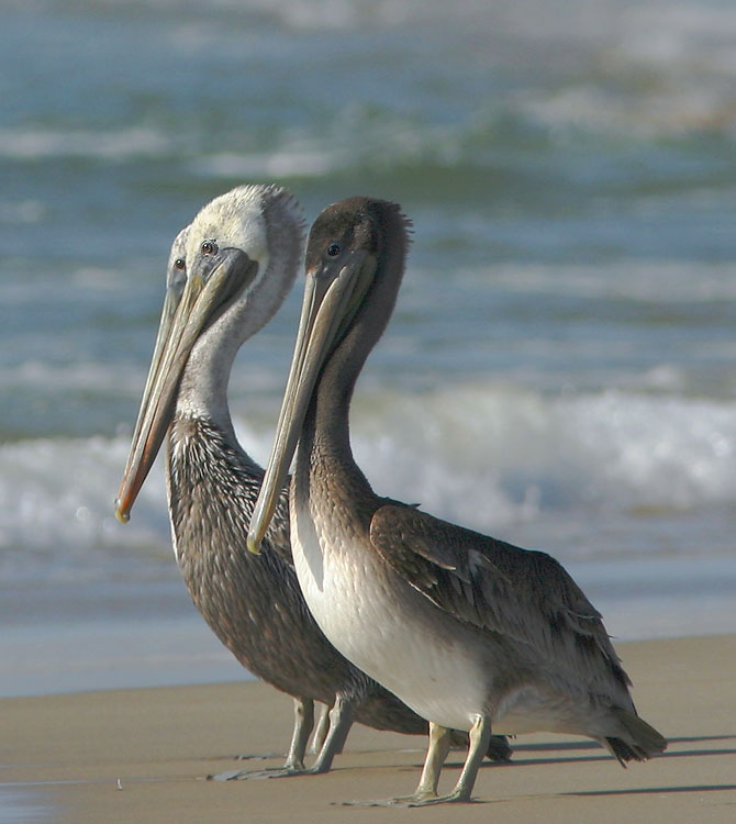 Brown Pelicans