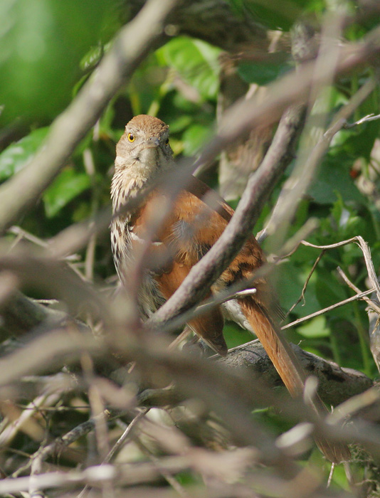 Brown Thrasher, 6/5/06, Hammonasset State Beach, Connecticut